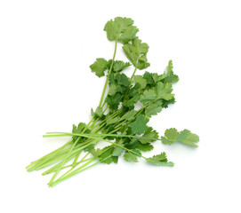 A fresh cilantro bunch on white background