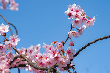 青い空とコシノカモザクラ