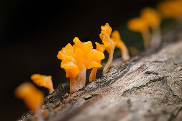 Fan-shaped jelly fungi, also known as Dacryopinax spathularia, are a type of fungus characterized...