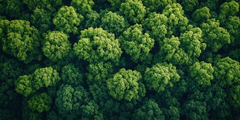 Fototapeta premium Aerial View of Lush Green Tree Canopy in Dense Forest Illustrating Nature's Beauty and Environmental Importance for Conservation and Biodiversity Awareness