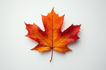 A single orange and red maple leaf isolated on a white background.