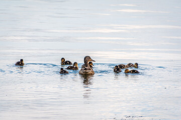 A family of ducks, a duck and its little ducklings are swimming in the water. The duck takes care of its newborn ducklings. Mallard, lat. Anas platyrhynchos