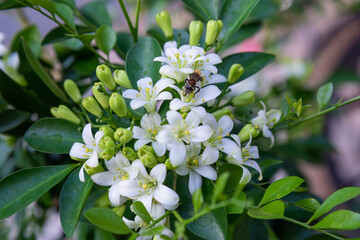 Fototapeta premium White citrus flowers on a tree with a bee busy in the middle of the bloom. Bee pollinating delicate white flowers with lush green foliage around.
