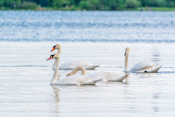 Graceful white Swans swimming in the lake, swans in the wild