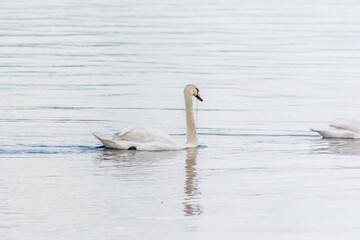 Graceful white Swan swimming in the lake, swans in the wild. Portrait of a white swan swimming on a lake.