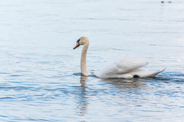 Graceful white Swan swimming in the lake, swans in the wild. Portrait of a white swan swimming on a lake.