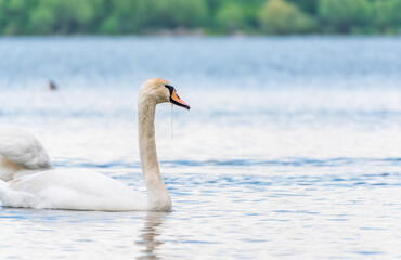 Fototapeta premium Graceful white Swan swimming in the lake, swans in the wild. Portrait of a white swan swimming on a lake.