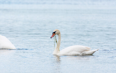 Graceful white Swan swimming in the lake, swans in the wild. Portrait of a white swan swimming on a lake.