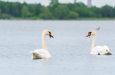 Two Graceful white Swans swimming in the lake, swans in the wild