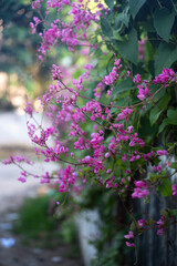 A close-up of vibrant pink flowers cascading down a lush green vine, creating a beautiful contrast against the blurred, natural background, capturing the delicate beauty of nature in bloom.