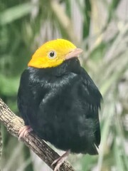 Saltarin cabecidorado 