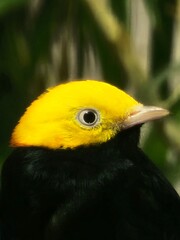 Golden headed manakin
