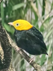 Golden headed manakin