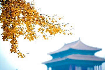 Autumn yellow leaves in Beijing,China