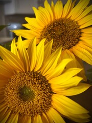 Obraz premium sunflower Sunday morning 