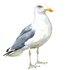 cute Seagull watercolor clipart illustration isolated