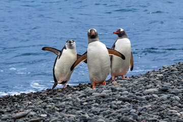 Chinstrap penguin (Pygoscelis antarcticus) and Gentoo penguins (Pygoscelis papua) standing in a group, on rocky shore of the Antarctic Peninsula. Blue ocean in the background. 
