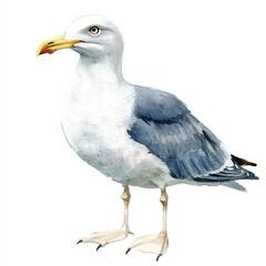 cute Seagull watercolor clipart illustration isolated