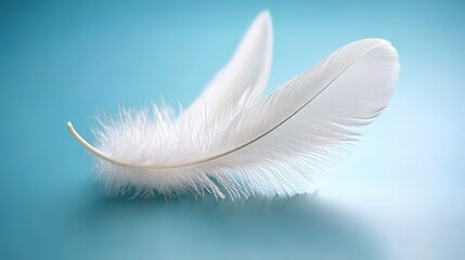 Delicate White Feathers Gracefully Resting on a Soft Blue Background Evoking a Sense of Lightness, Serenity, and Natural Beauty in a Minimalist Composition