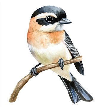 recommend clip art: cute Shrike watercolor clipart illustration isolated
