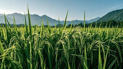 Naklejka premium green wheat field in summer