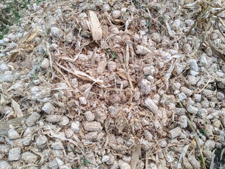 Dried corn cobs and husks, remnants of a recent harvest.