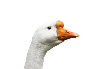 white goose with an orange beak and bright eye, emphasizing its distinctive features, commonly found near water bodies or farm settings.isolated on white background.