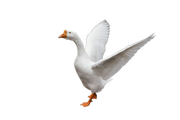 A white goose flapping its wings enthusiastically on a plain white background during a sunny day. isolated on white background.