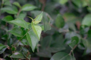 green leaves on a tree