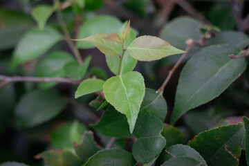 green leaves background