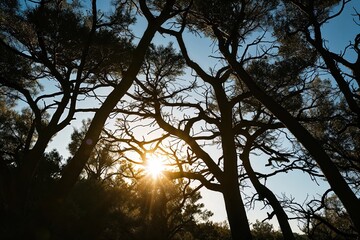 Obraz premium Silhouetted Wilderness Branches in Sunlight Casting Lively Shadows and Elegant Shapes