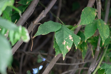 leaves on the ground