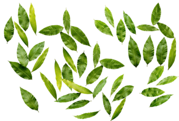 The leaves of a mango are falling on a white background in full depth of field