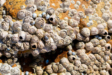 Close up view sea shells, barnacle pattern on rough surface of rocks texture background. Nature and Environment concept.