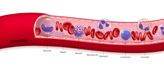 Human blood vessels. Red blood cells, Platelets and White blood cells (Basophil, Neutrophil, Eosinophil, Lymphocyte and Monocyte. Erythrocyte, lymphocyte and thrombocyte. Circulatory system.