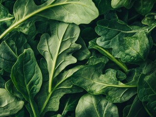 Close-up of Fresh, Lush Green Arugula Leaves