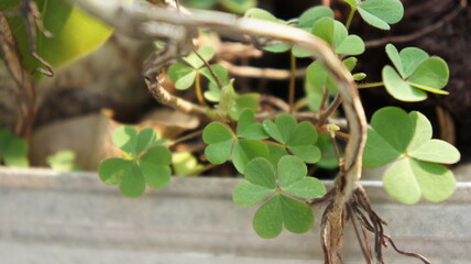 Close Up of Green Clover Plant with Roots and Stems