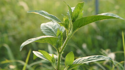 Close Up of Green Plant with Delicate Leaves