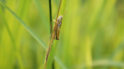 Close-up of a grasshopper on a blade of grass