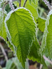 Frost on autumn leaves in the garden