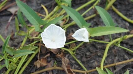 White Morning Glory Flowers Blooming in a Garden