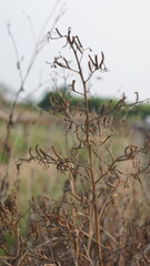 Dried Branch With a Blurred Background
