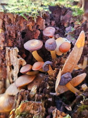 Inedible mushrooms in the forest