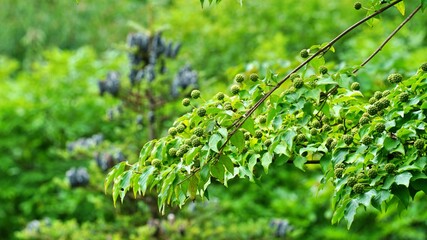 Beautiful fruit gifted by nature