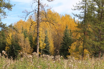 autumn in the forest