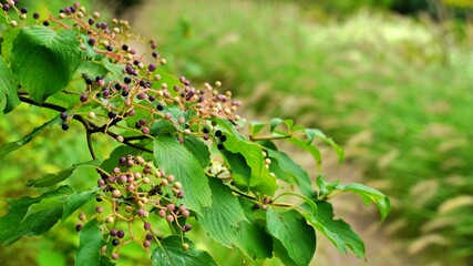 The swan intoxicated by the scent of flowers