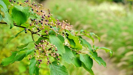 The swan intoxicated by the scent of flowers