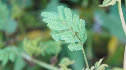 Green Leaf with Delicate Texture in a Lush Garden