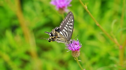 Thistle flower and butterfly