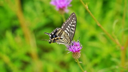 Thistle flower and butterfly